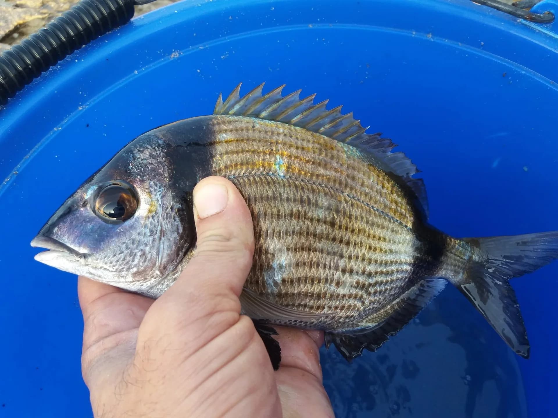 A small striped fish held above a blue fishing bucket
