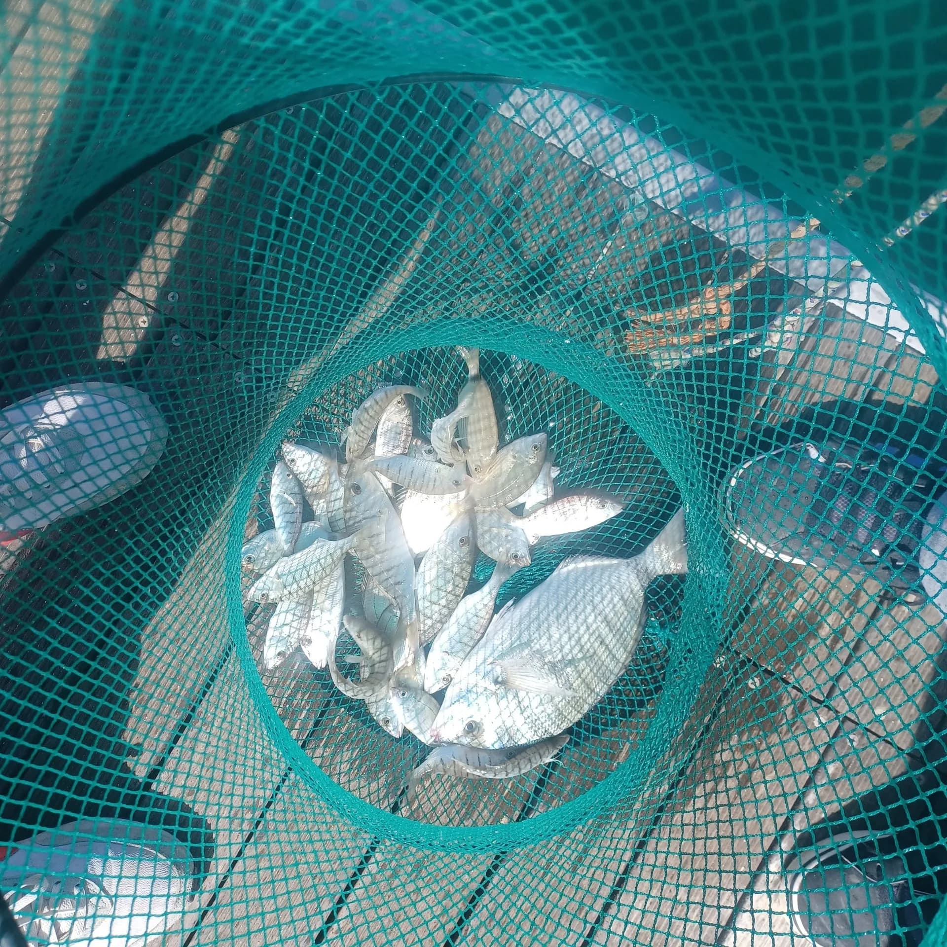 Fish in a landing net above the water